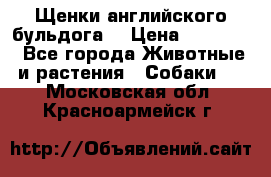 Щенки английского бульдога  › Цена ­ 60 000 - Все города Животные и растения » Собаки   . Московская обл.,Красноармейск г.